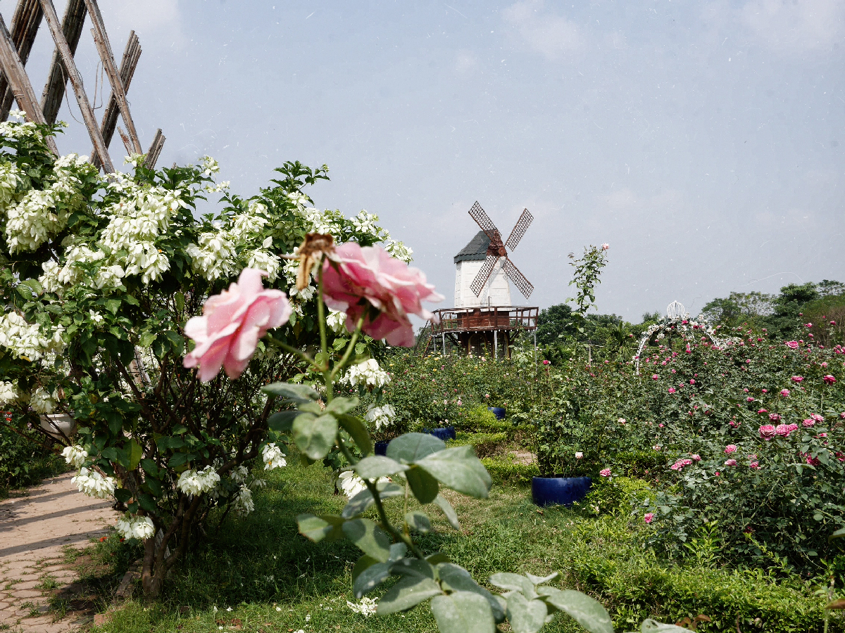 nhat tan flower garden. more than a pretty instagrammable place in